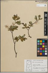 Foto von Salix planifolia Pursh